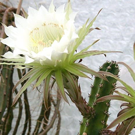 a flowering Harrisia Jusbertii