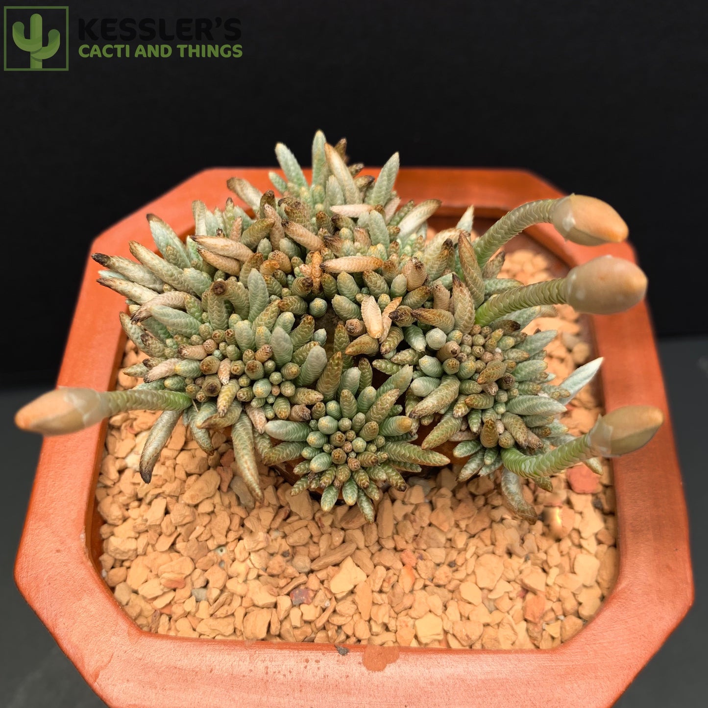 Avonia Alstonii