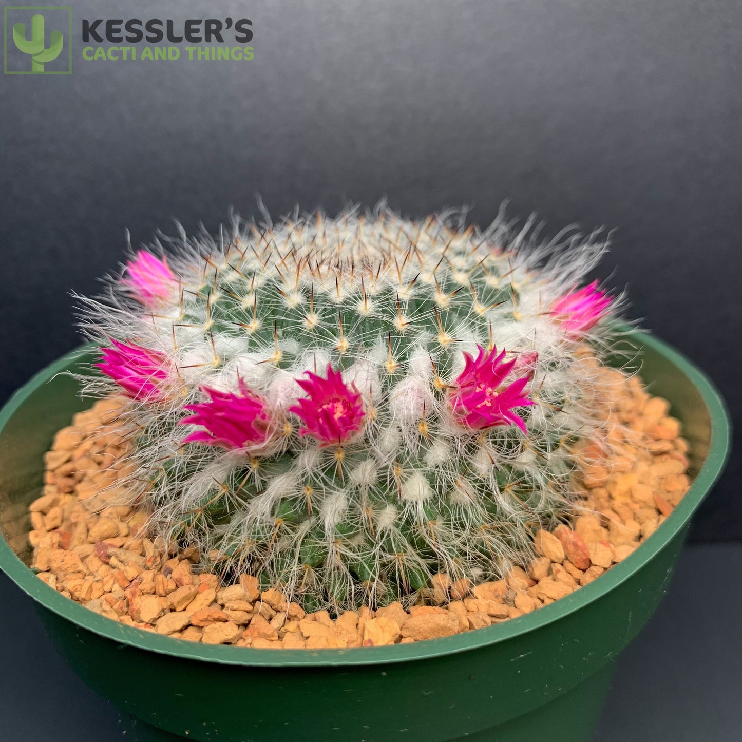 Mammillaria Chionocephala