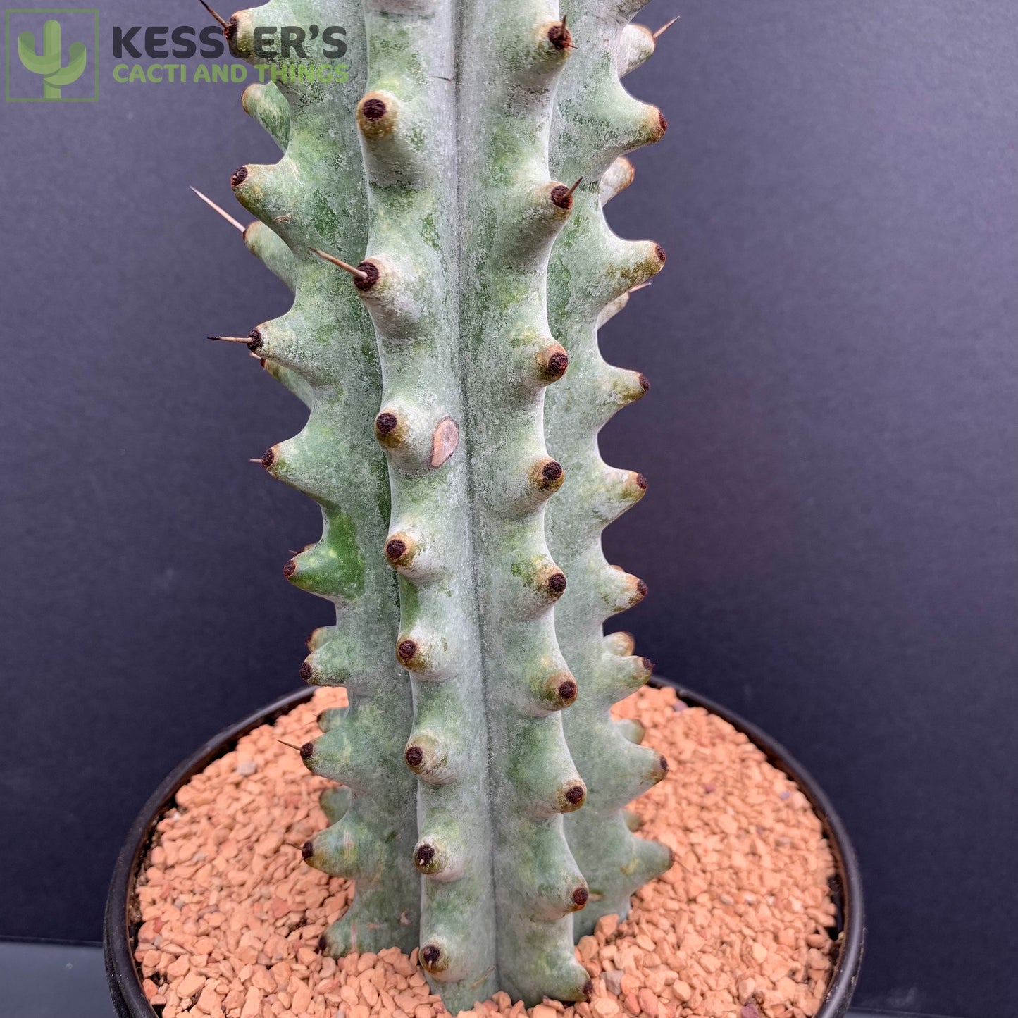 Stenocereus - Beneckei