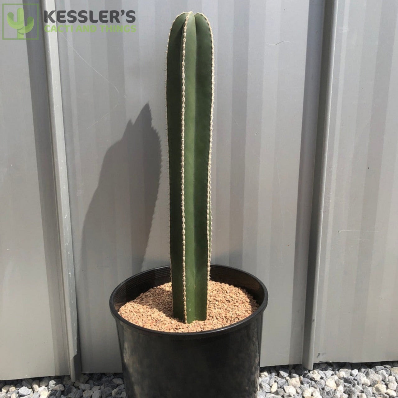 Lophocereus marginatus cristata, Crested 2024 Mexican Fencepost Cactus, exact plant