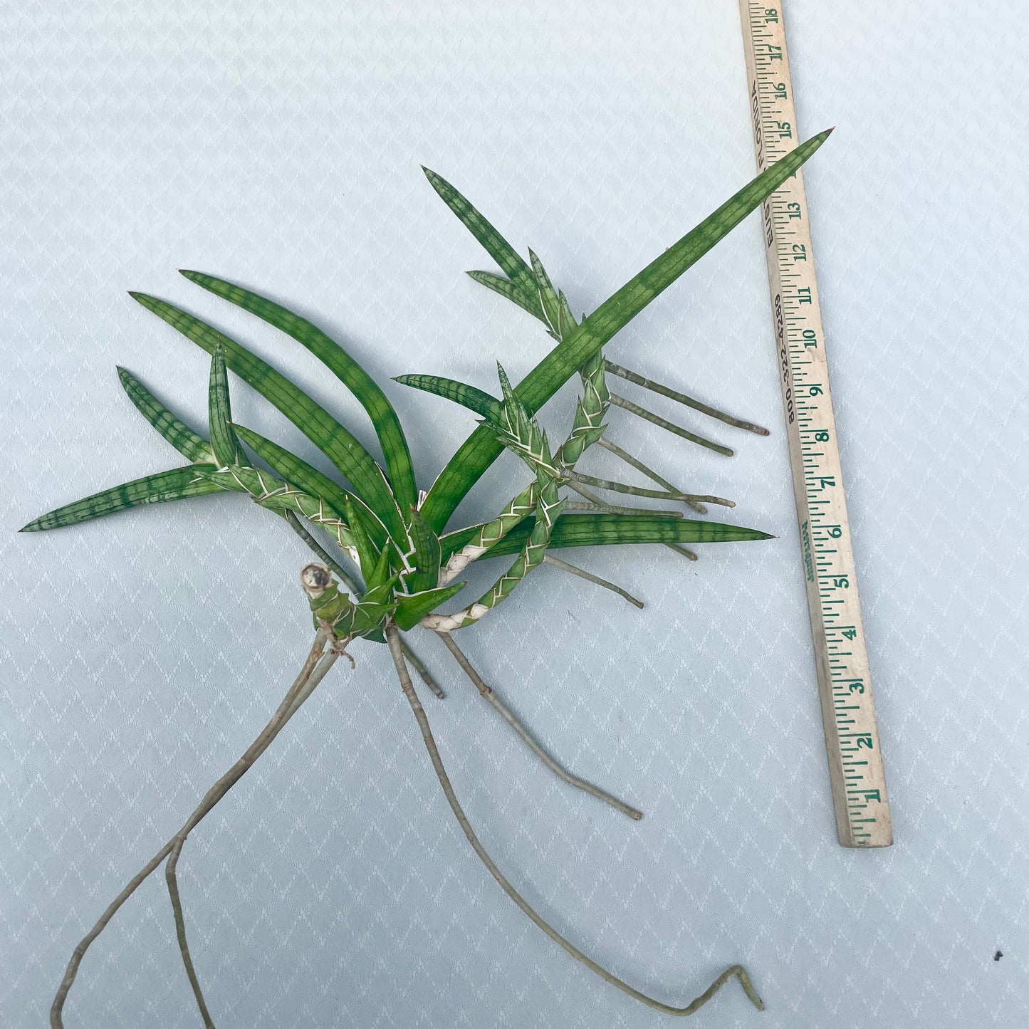 Sansevieria Ballyi