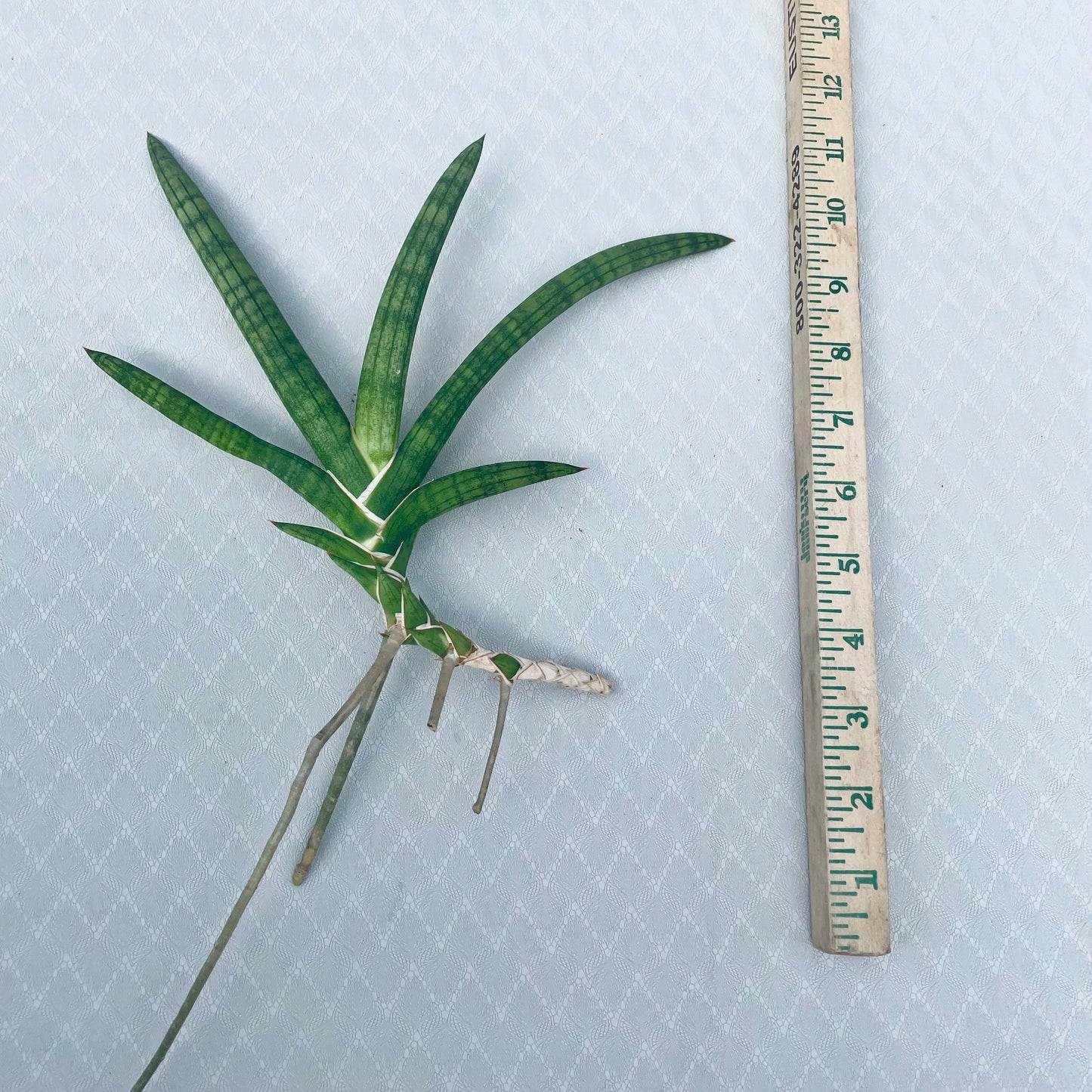 Sansevieria Ballyi