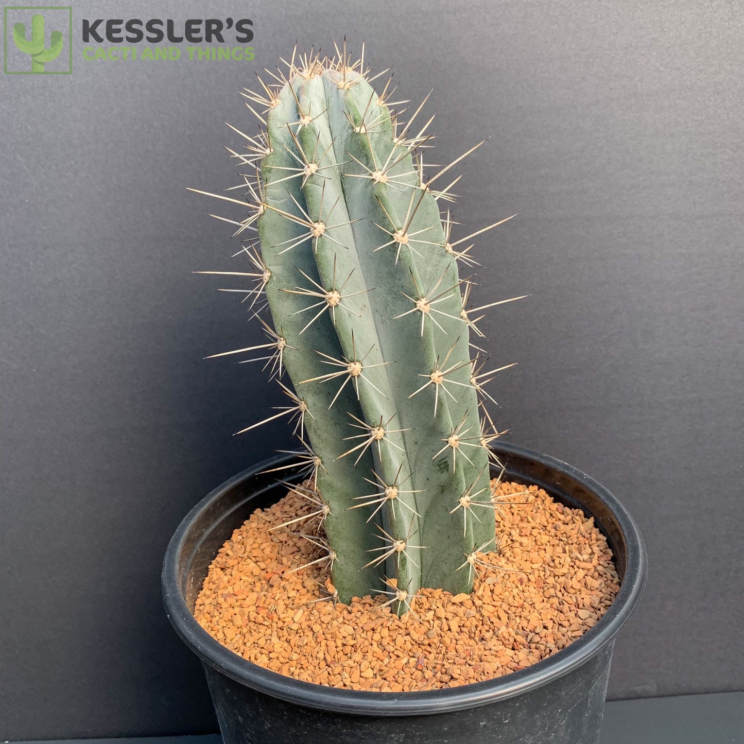 Stenocereus griseus (Lemaireocereus griseus)
