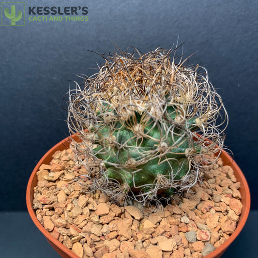 Turbinicarpus - Pseudomacrochele var. Krainzianus