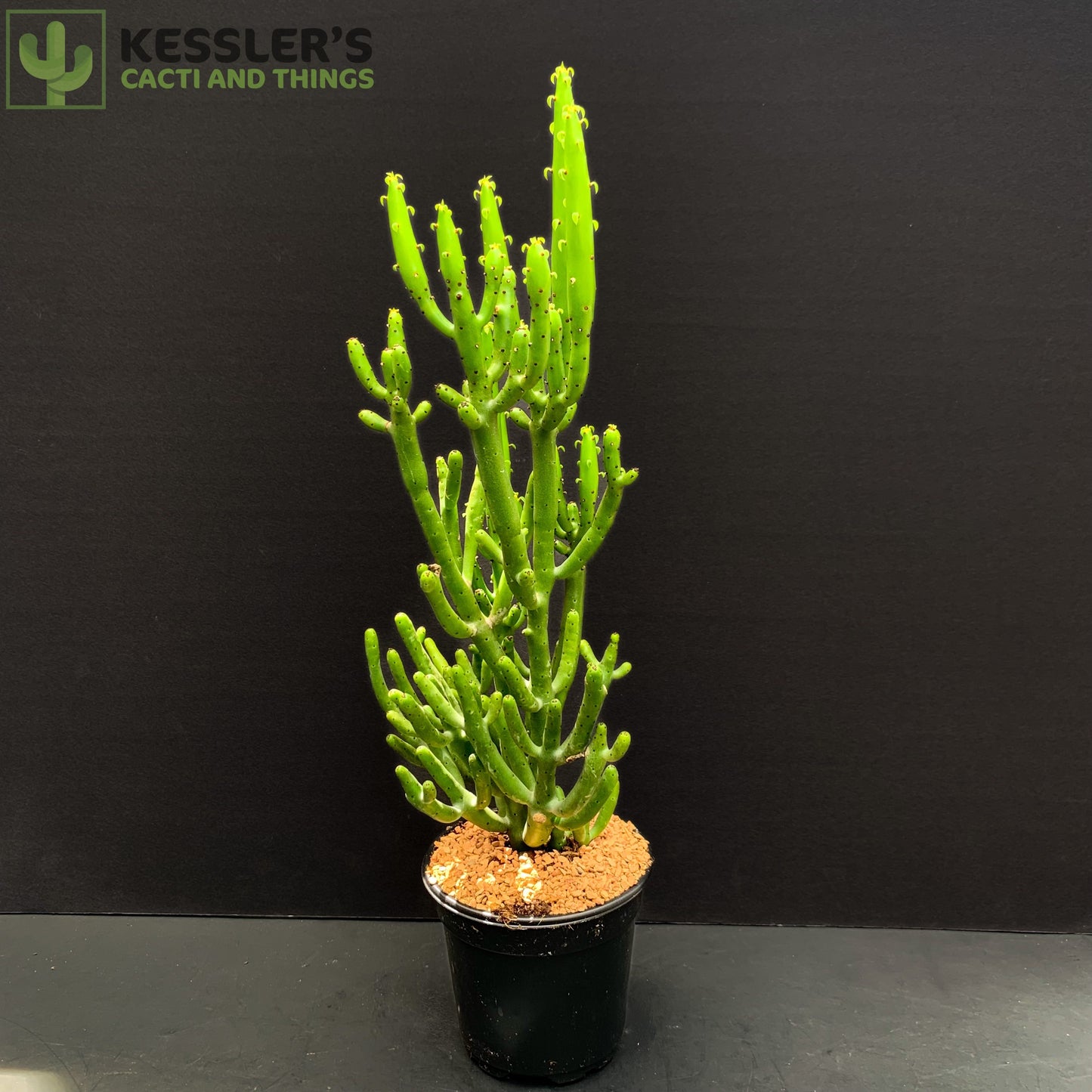Euphorbia Leucodendron