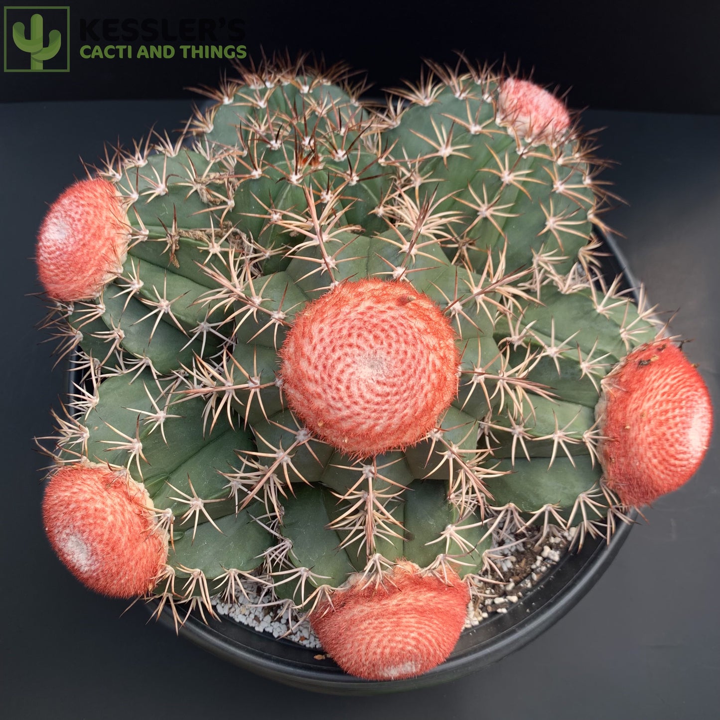 Melocactus Bahiensis (Turk's Cap)