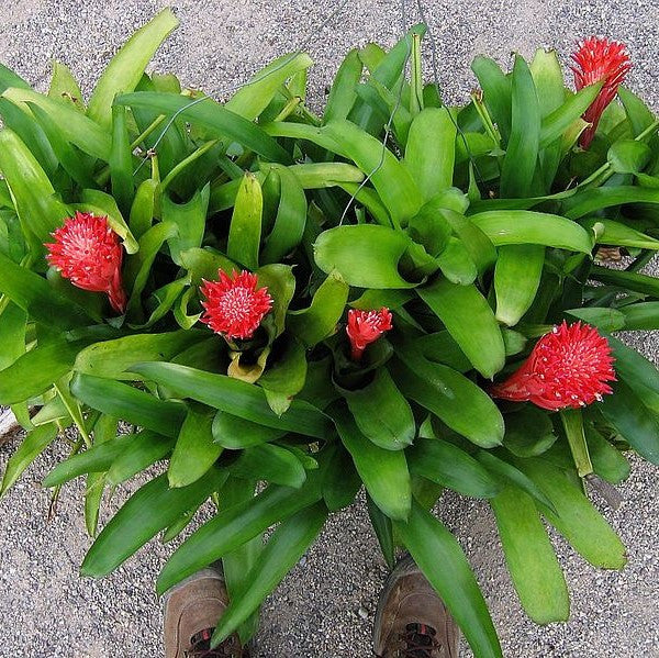 Billbergia Pyramidalis (Flaming Torch Bromeliad) Flowering Cluster