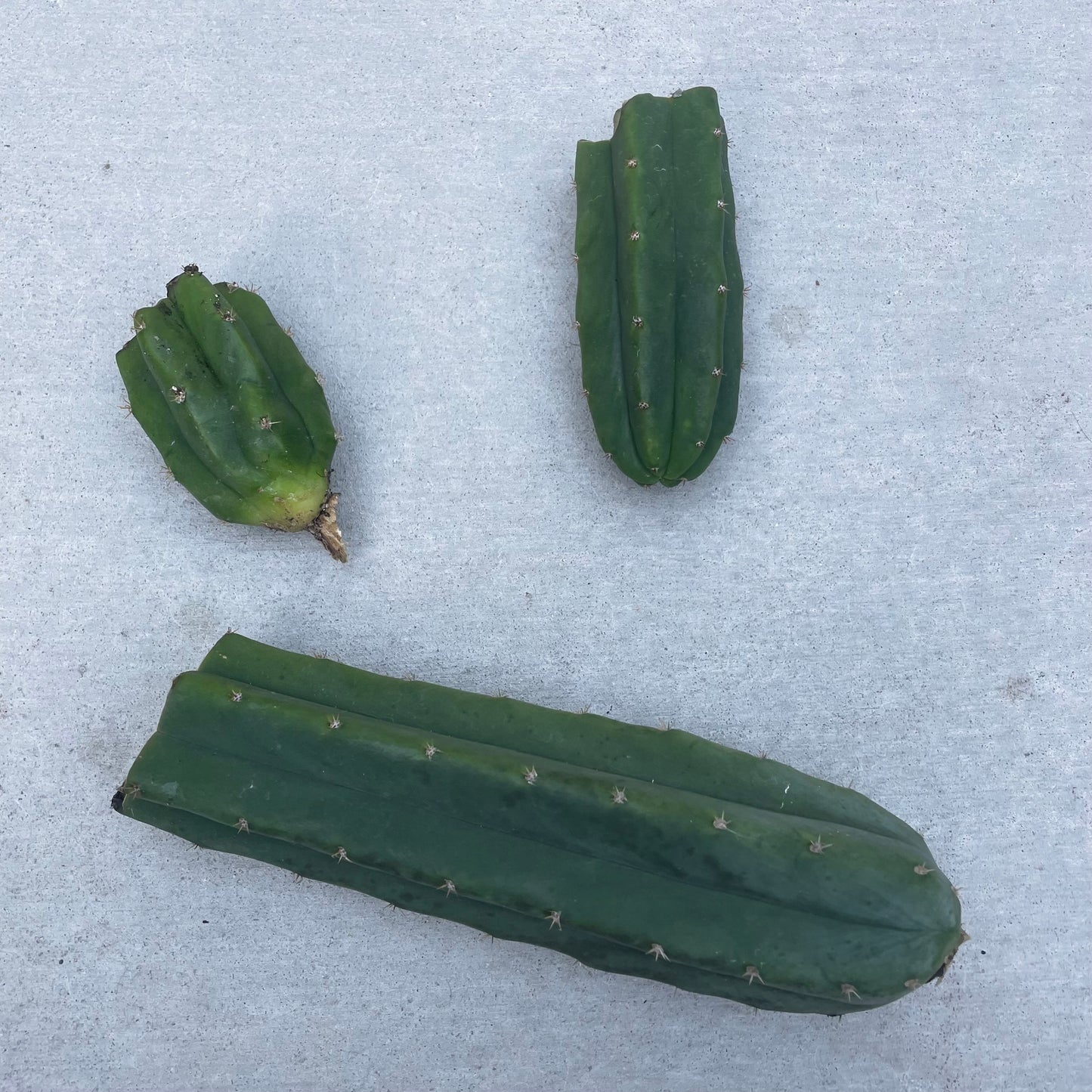 Echinopsis Pachanoi (San Pedro Cactus)