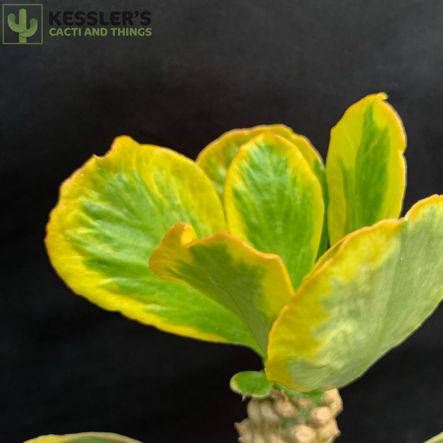 Euphorbia Poissonii