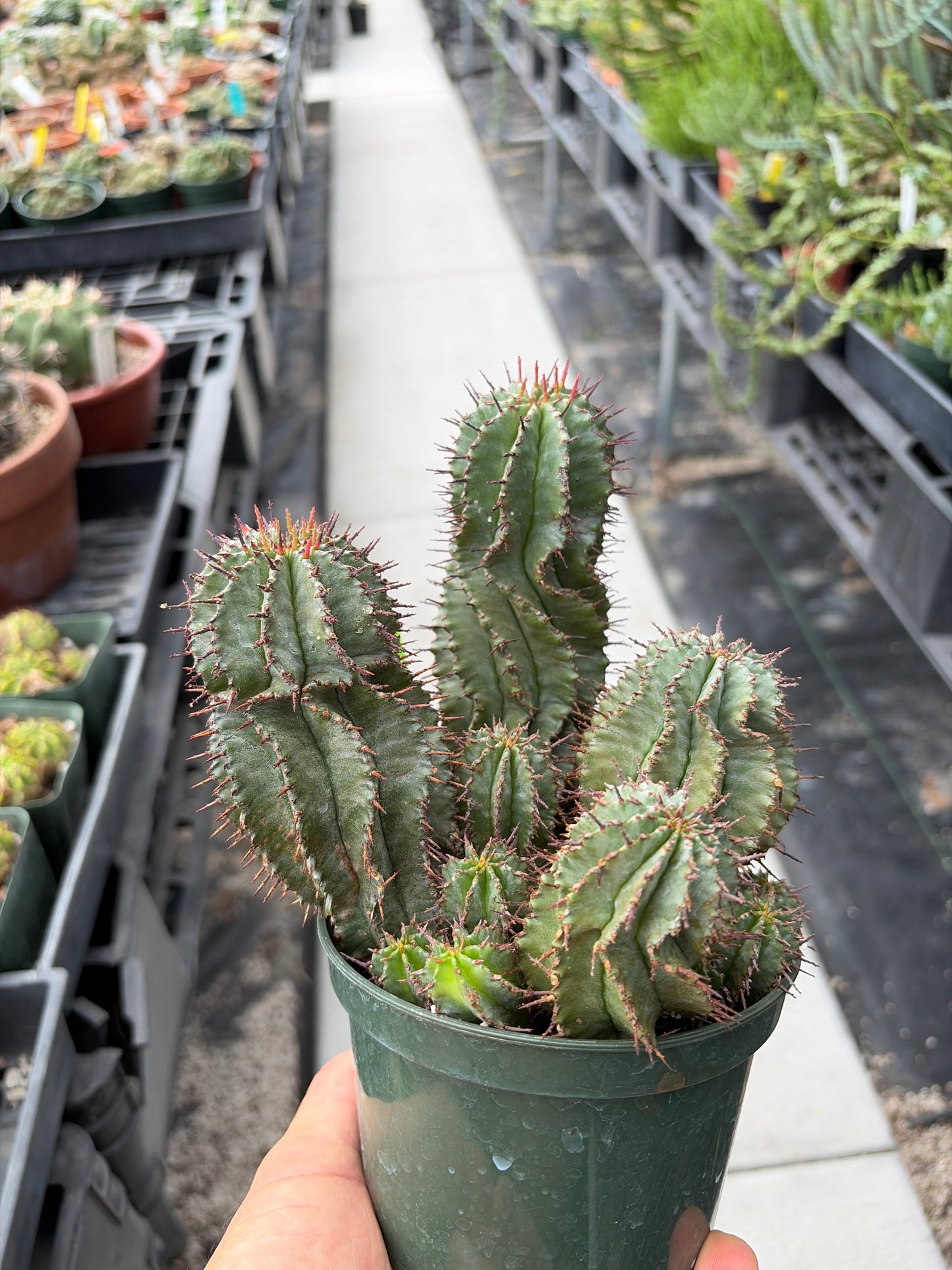 Euphorbia - Fruticosa Inermis (Green Crown Succulent)