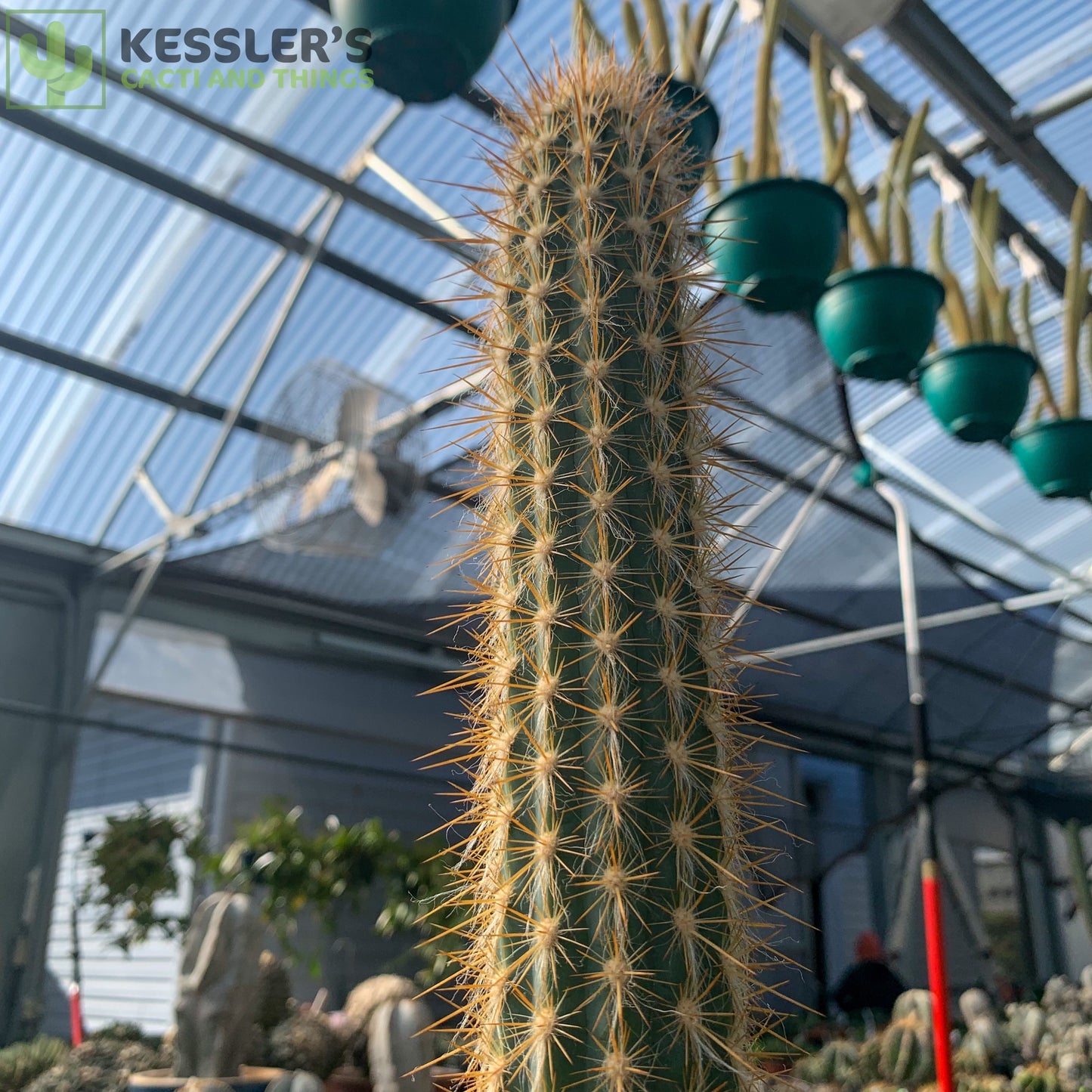 Xiquexique (Pilosocereus) Gounellei