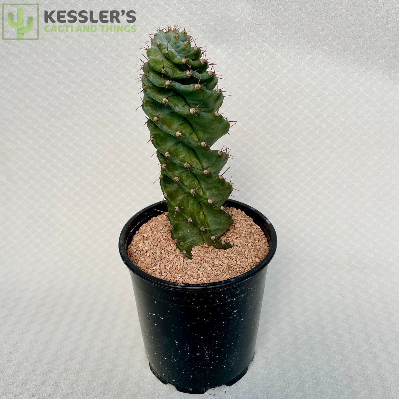 Cereus Forbesii Spiralis (Spiral Cactus)