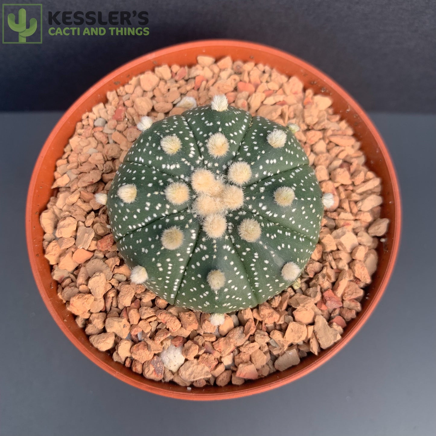 Astrophytum Asterias (Sand Dollar)