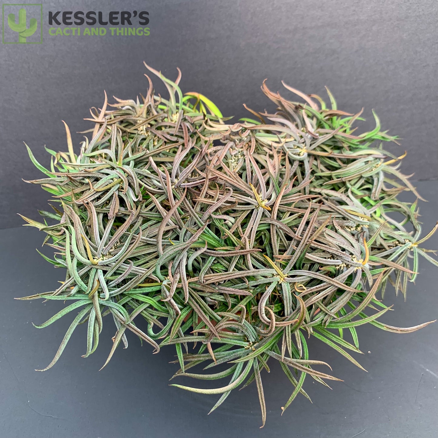 Euphorbia Cylindrifolia Tuberifera
