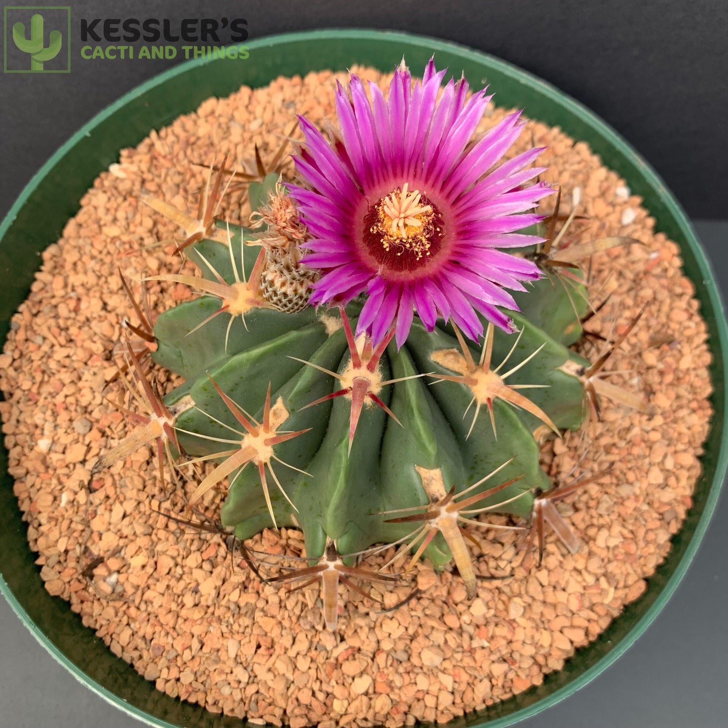 Ferocactus Latispinus