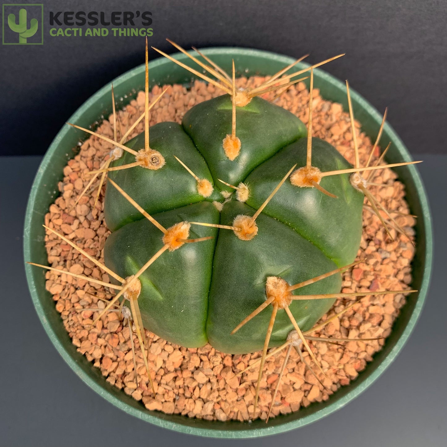 Gymnocalycium Horstii (Spider Cactus)