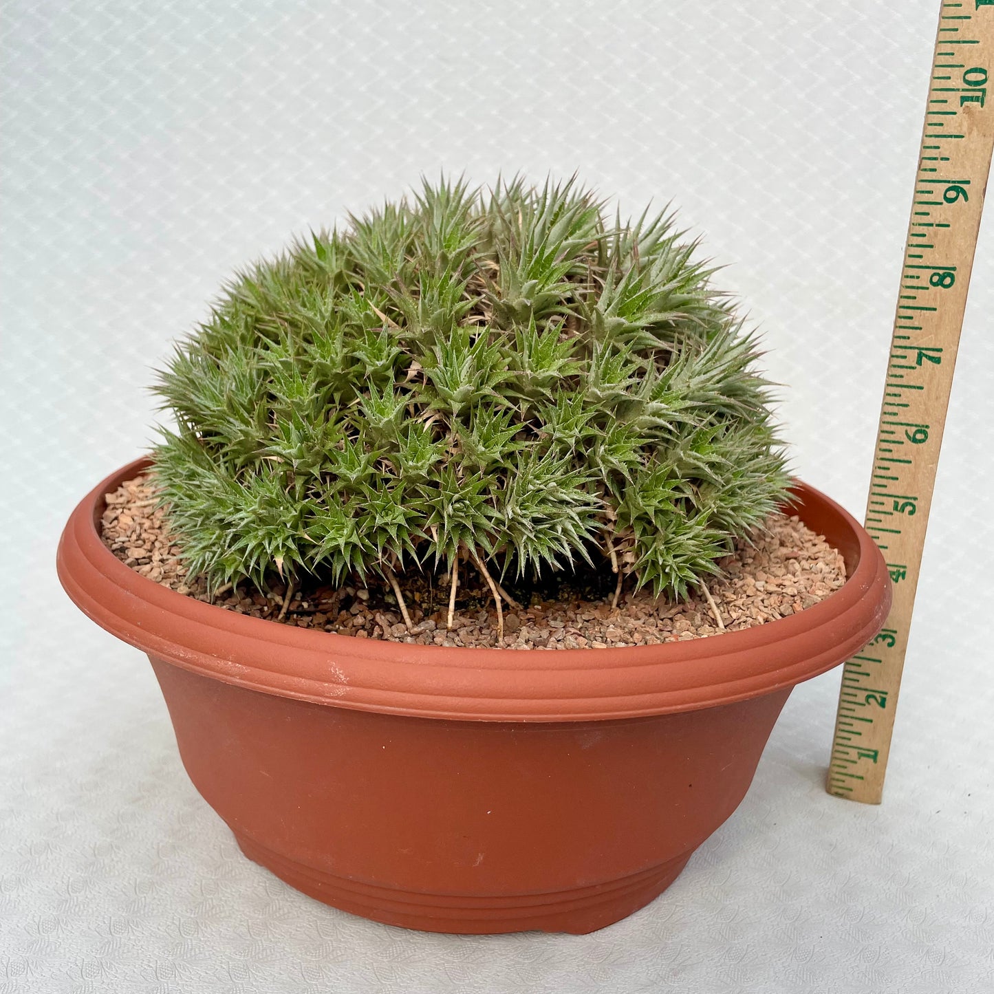 Deuterocohnia Brevifolia - Rare