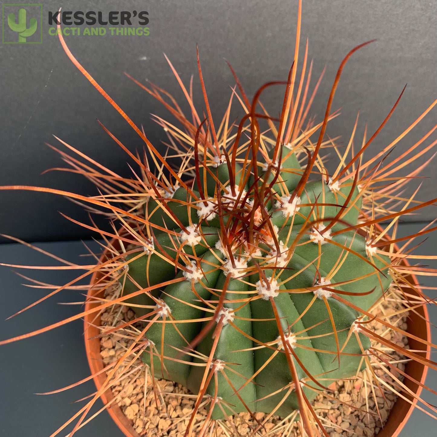 Melocactus Erythracanthus
