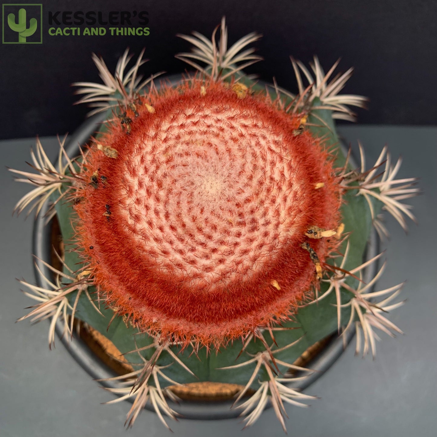 Melocactus Bahiensis (Turk's Cap)