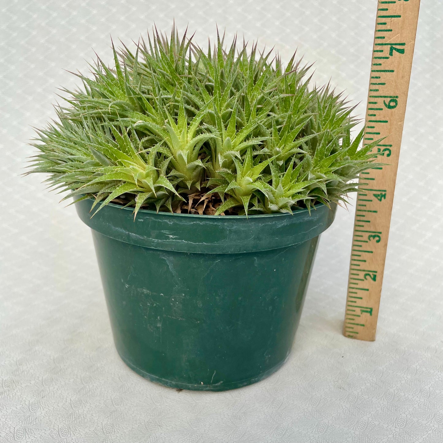 Deuterocohnia Brevifolia - Rare