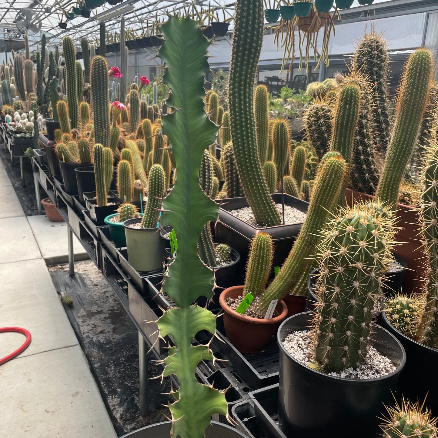Euphorbia Grandicornis (Cows Horn)