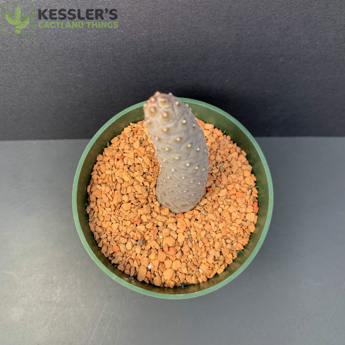 Tephrocactus Articulatus v. Inermis