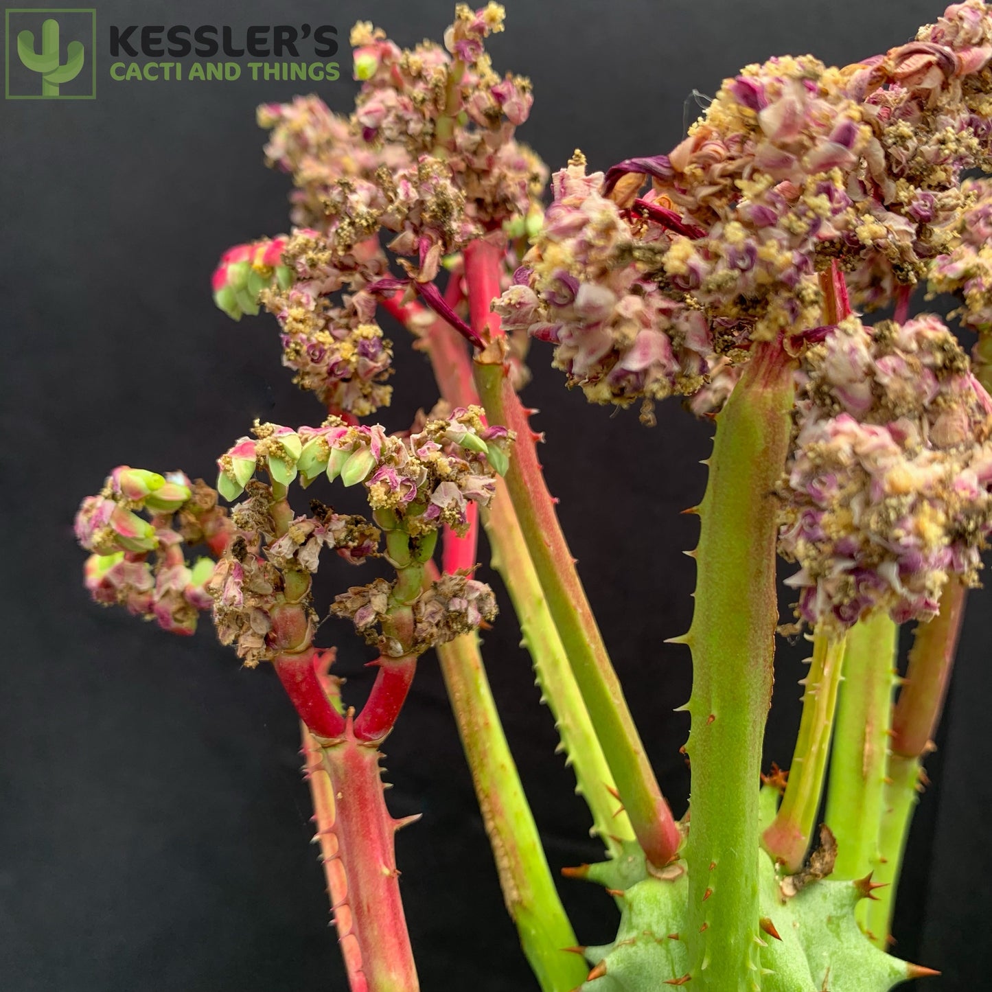 Euphorbia (Monadenium) Spectabilis