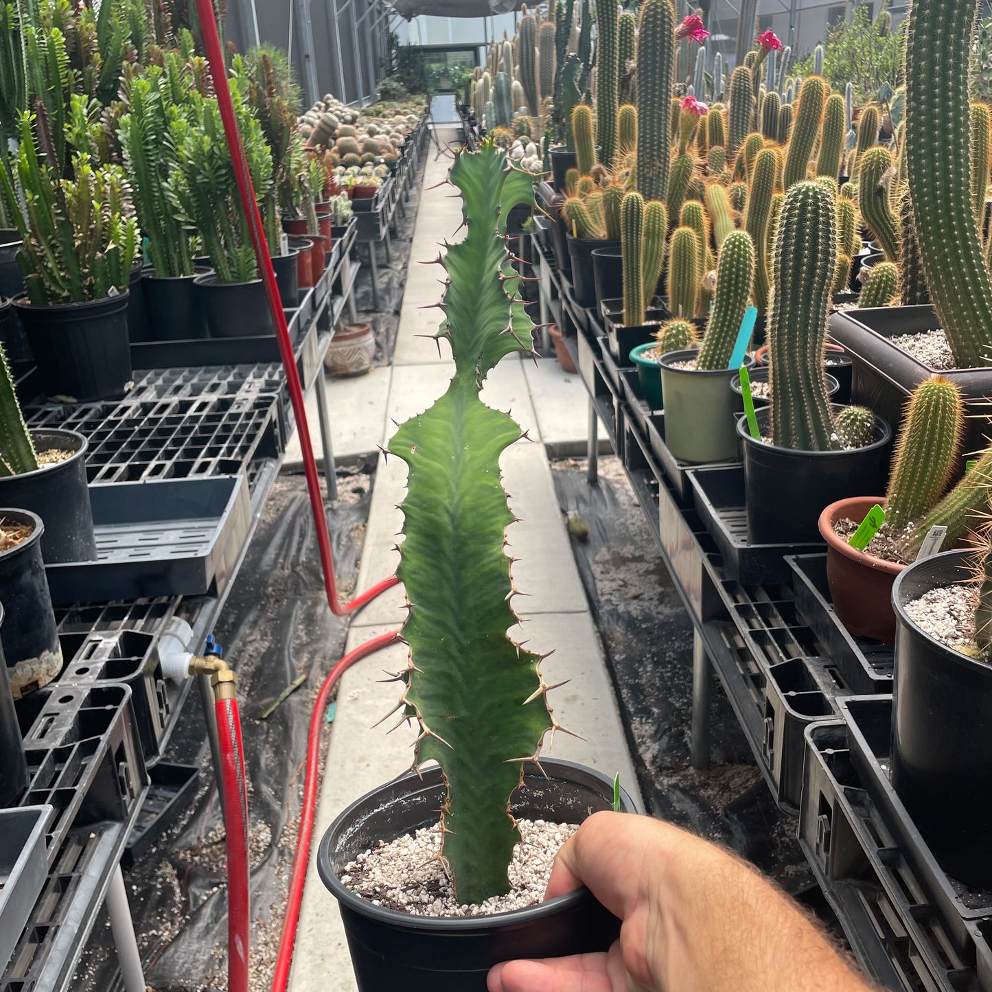Euphorbia Grandicornis (Cows Horn)