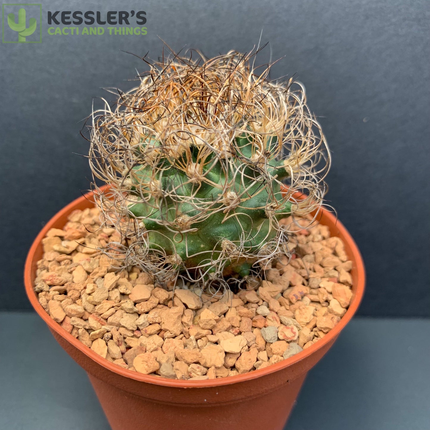 Turbinicarpus - Pseudomacrochele var. Krainzianus