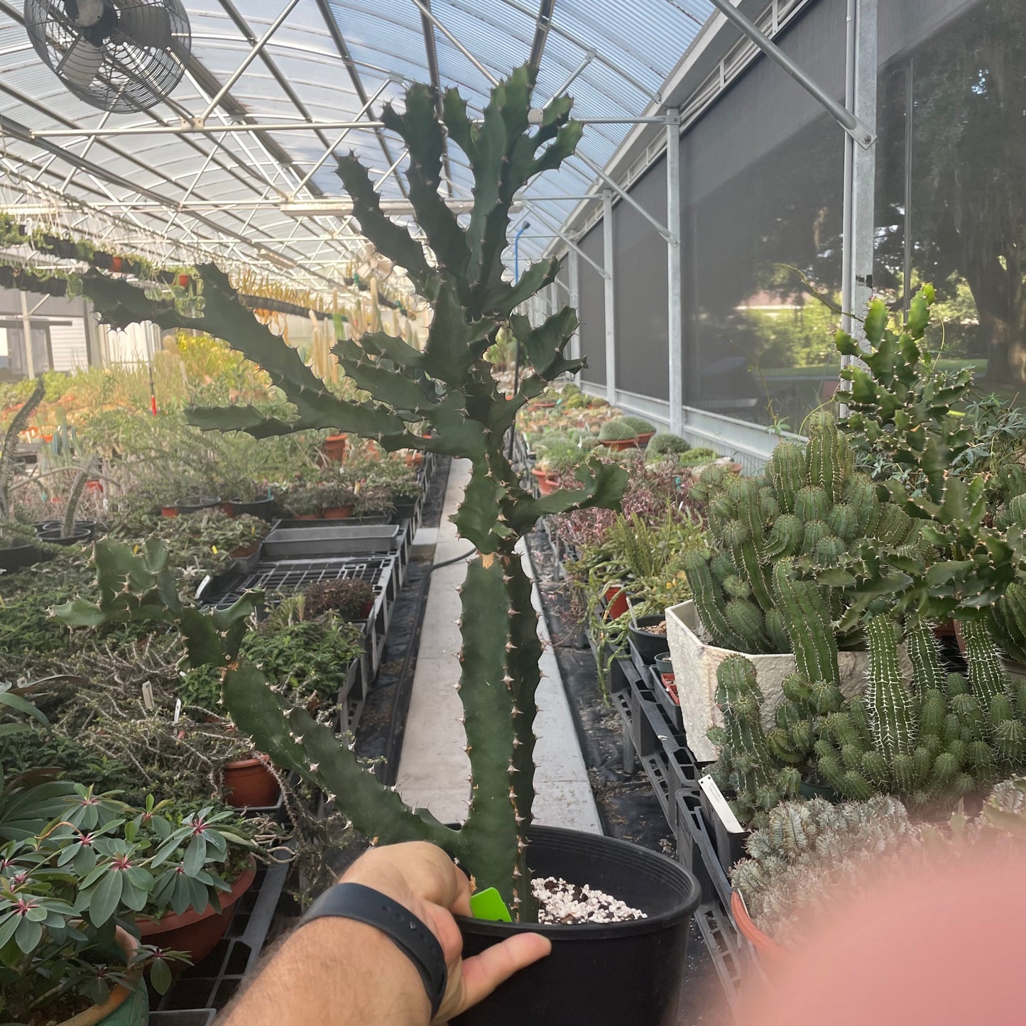 a large Euphorbia Tortilis