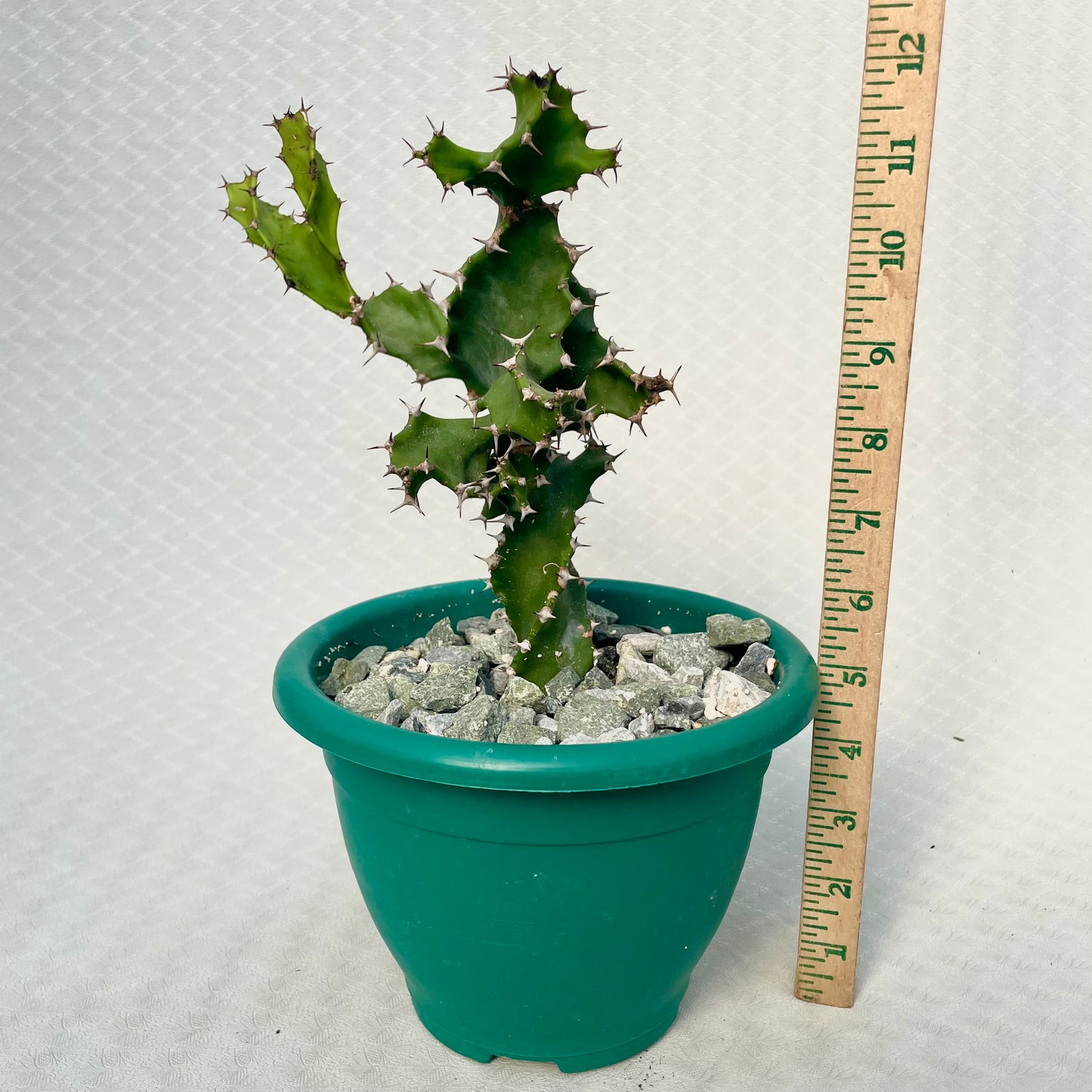 a Euphorbia Tortilis