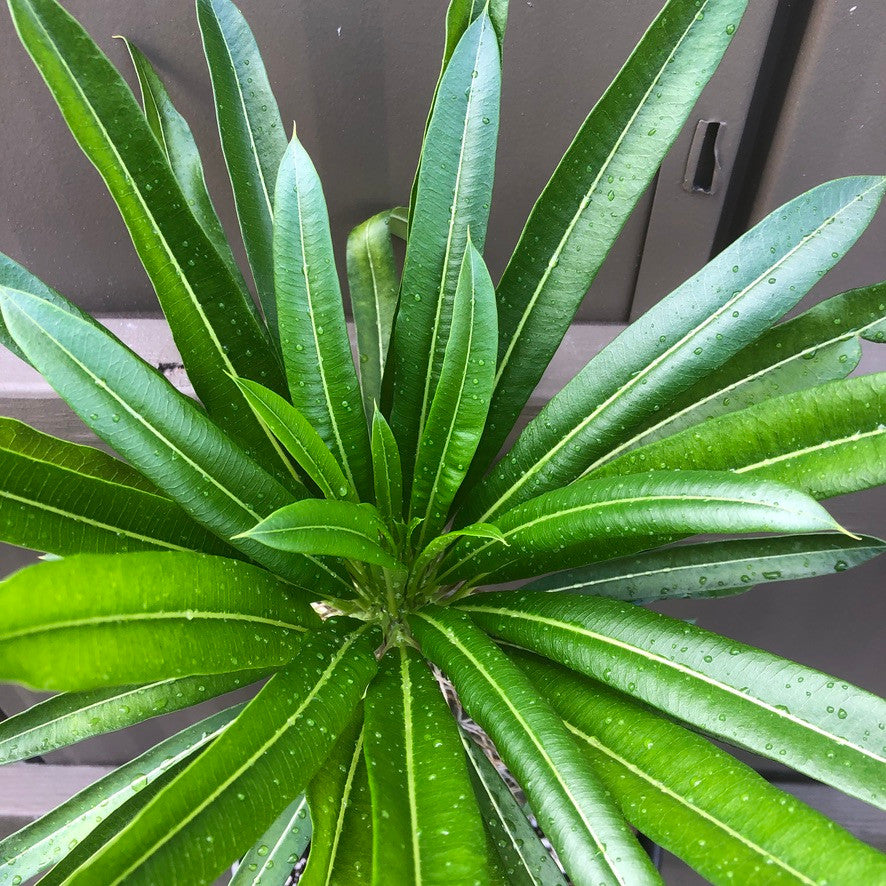 Top leaves of a Madagascar Palm