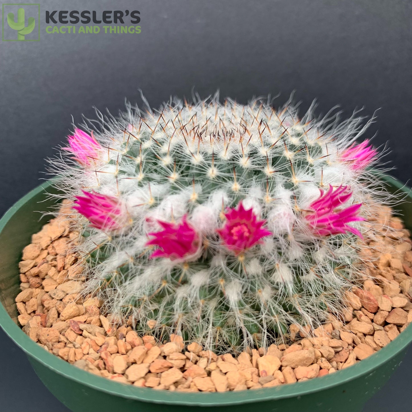 Mammillaria Chionocephala