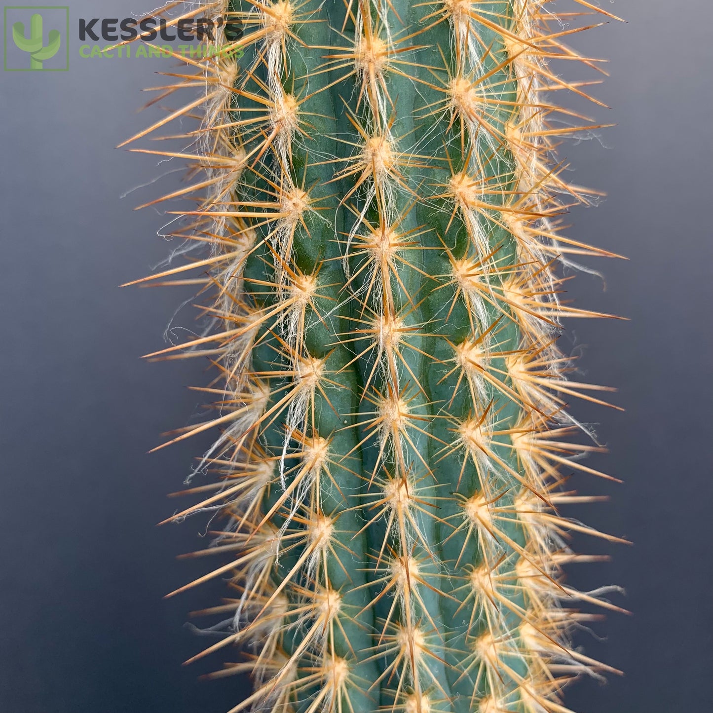 Xiquexique (Pilosocereus) Gounellei