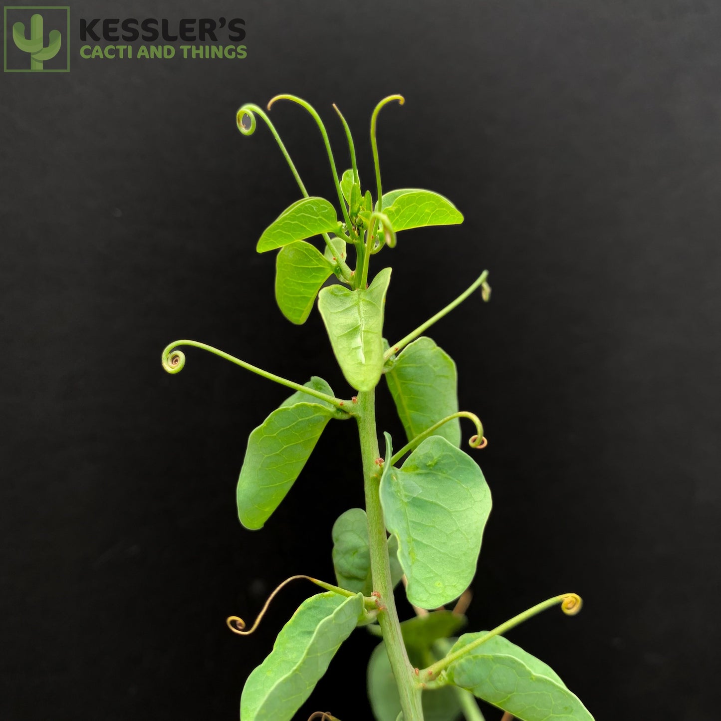 Adenia Glauca