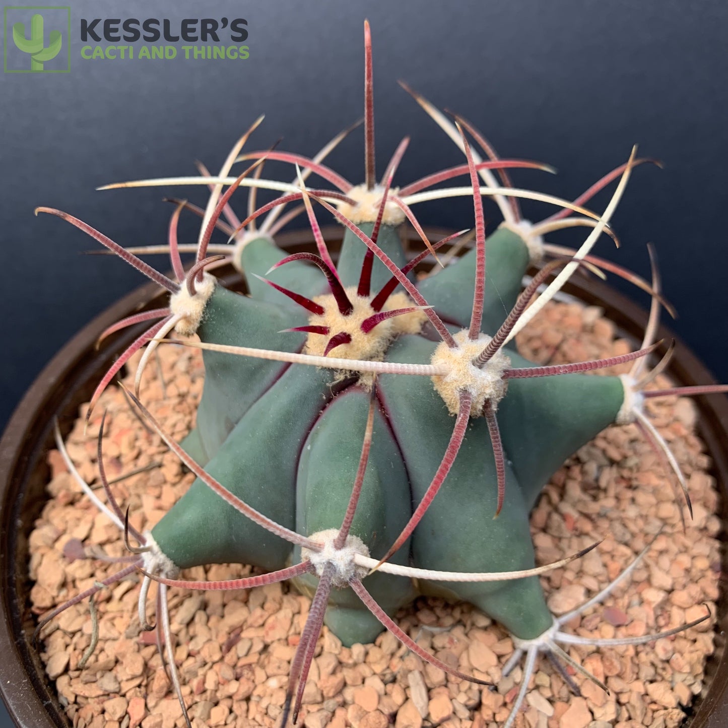 Ferocactus Emoryi