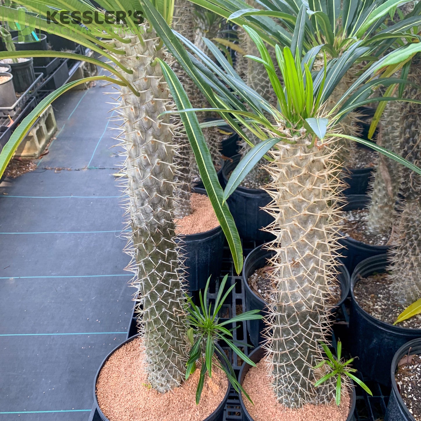 Pachypodium Lamerei (Madagascar Palm)