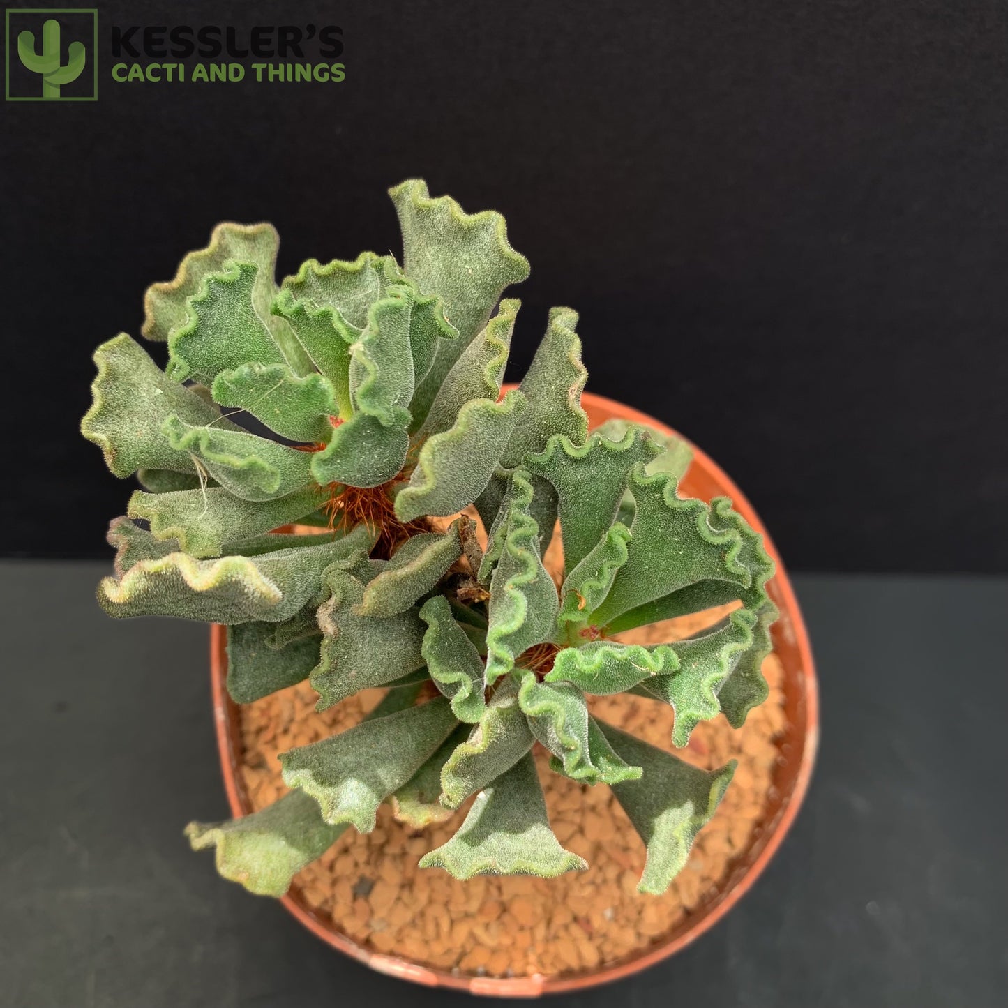 Adromischus Cristatas (Panda Paw)