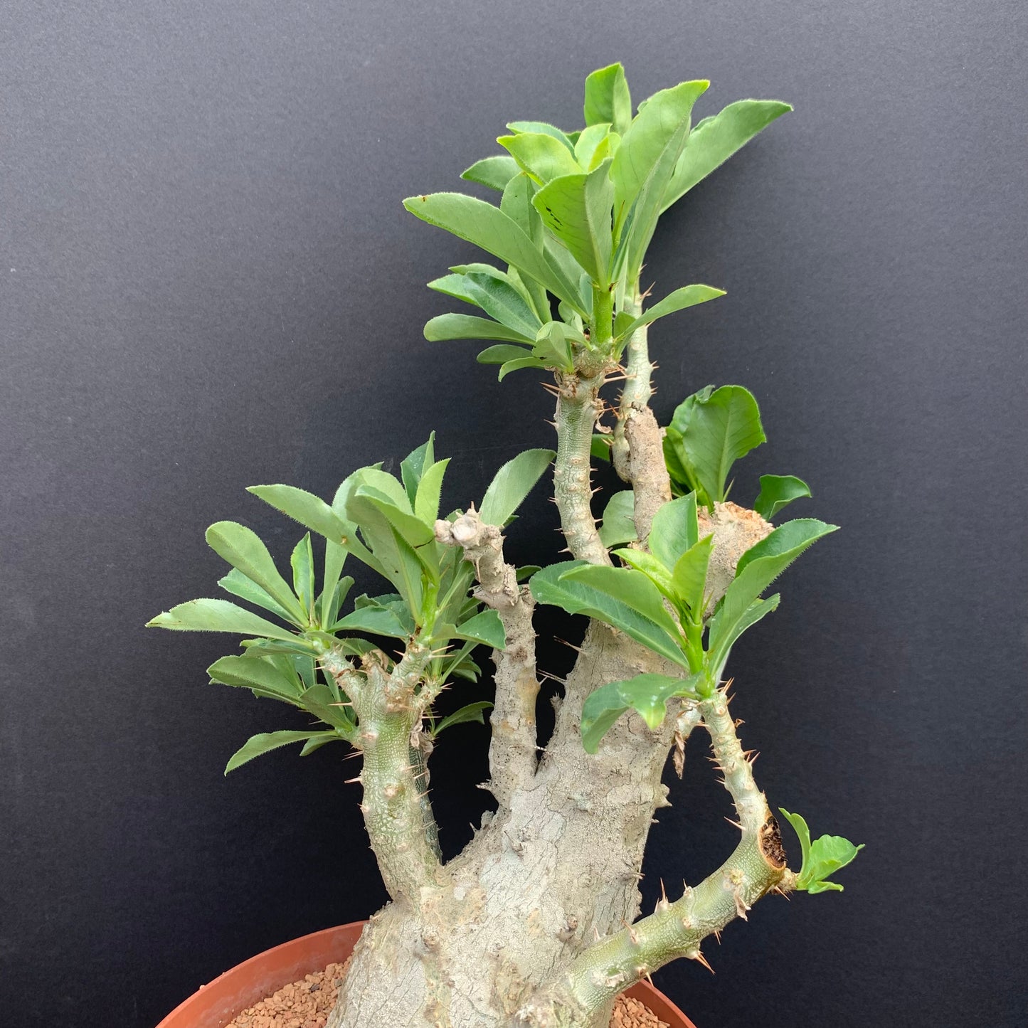 Pachypodium Saundersii