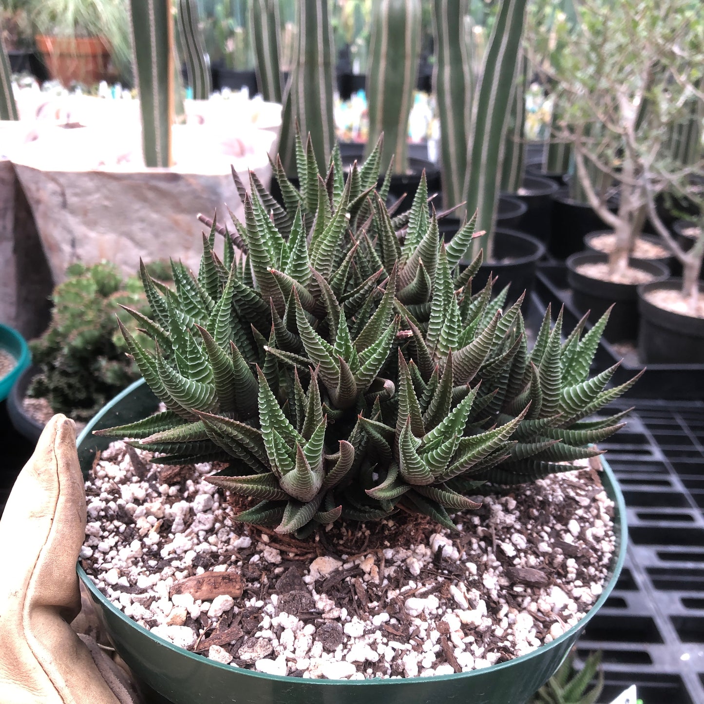Haworthia Limifolia Hybrid