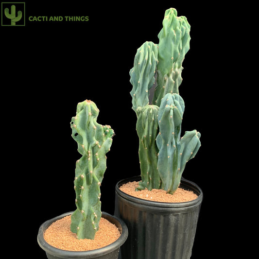 Cereus Hildmannianus Monstrose