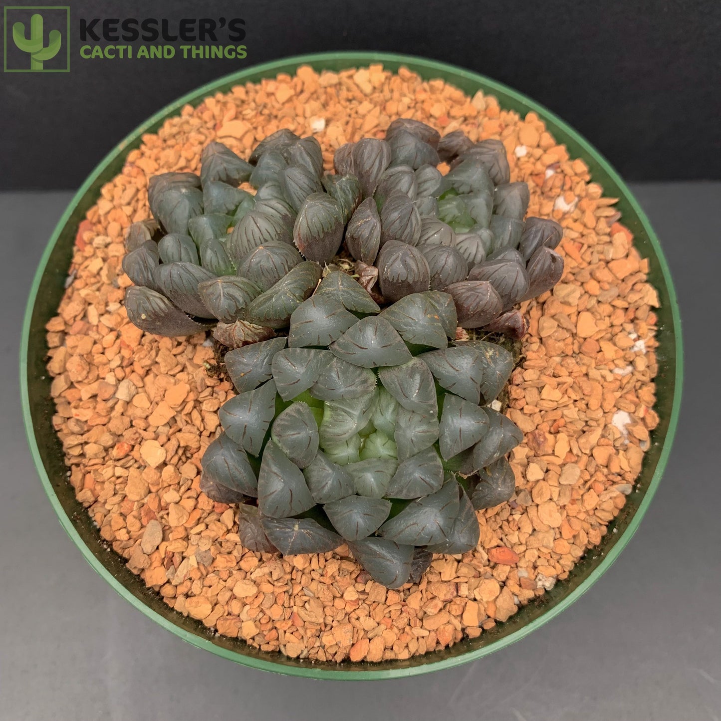 Haworthia Cooperi