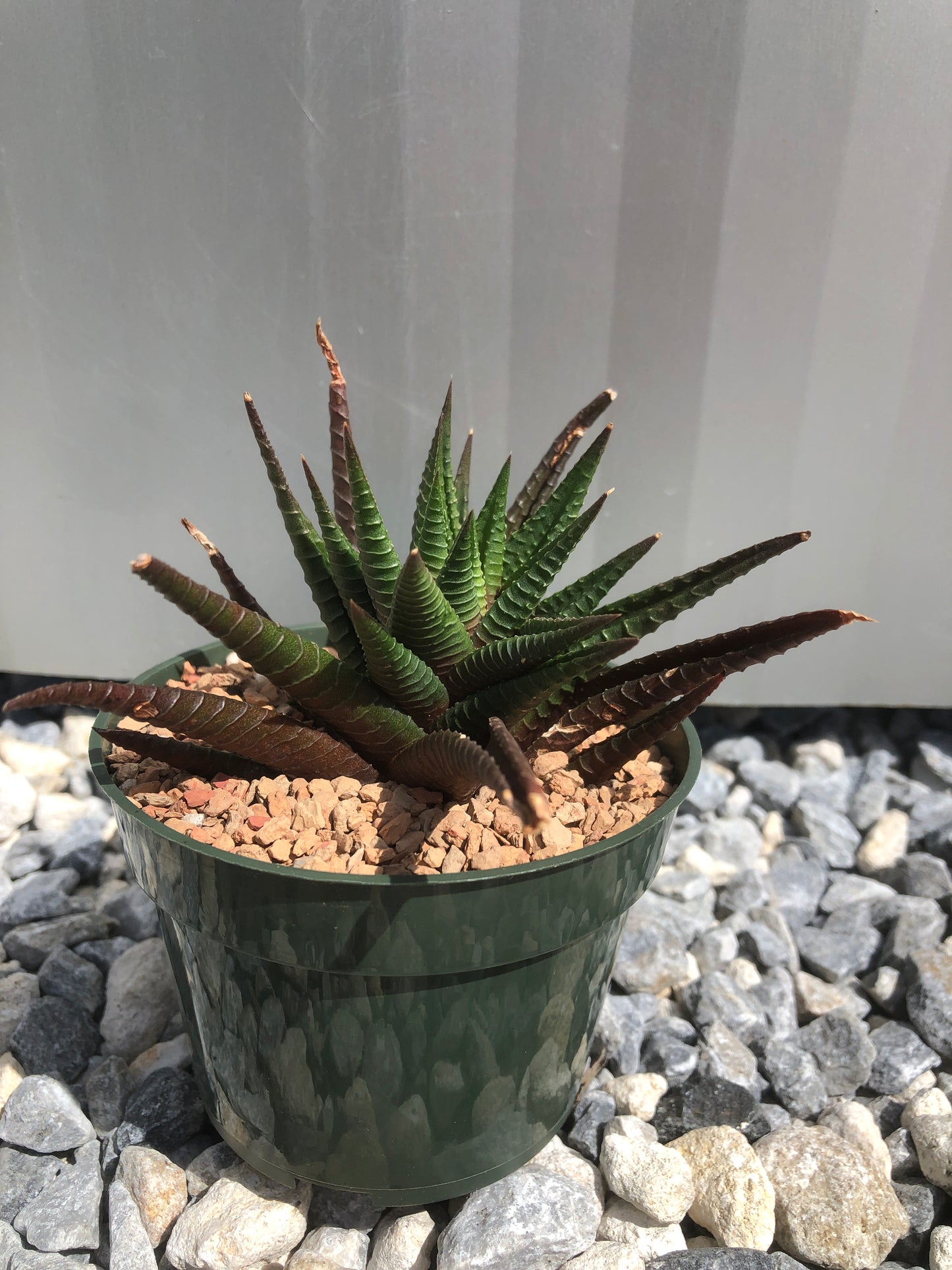 Haworthia Limifolia Hybrid