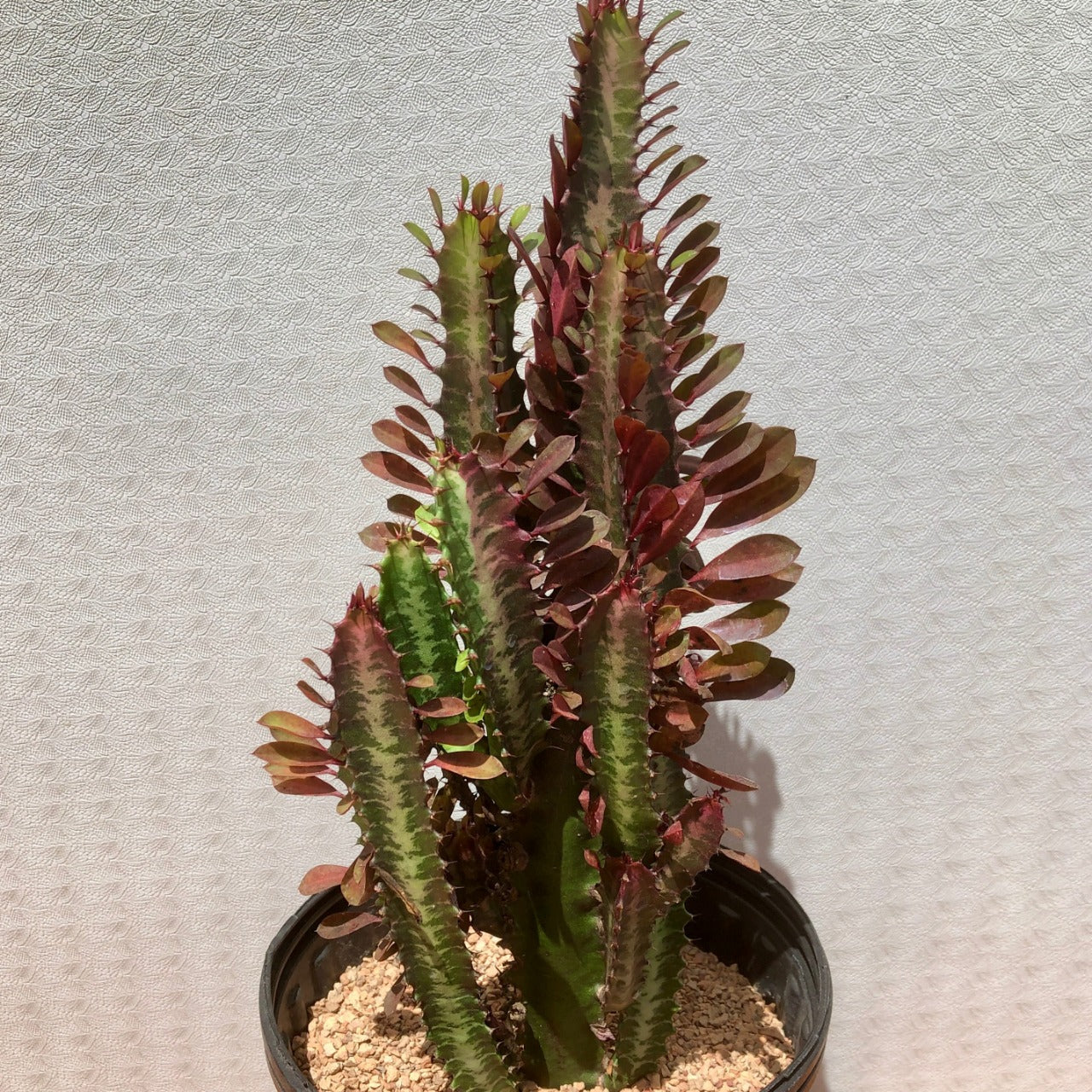 Euphorbia Trigona Rubra (Red Good Luck Plant)