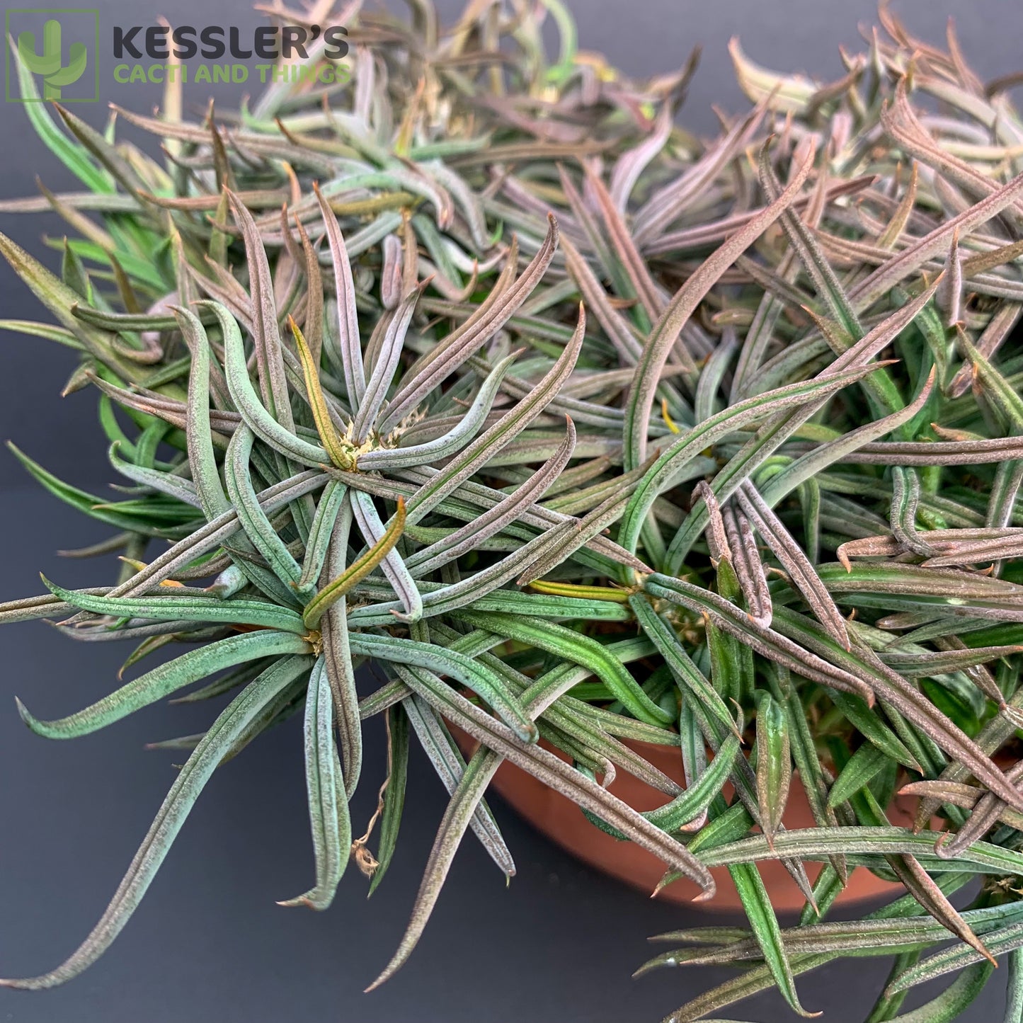 Euphorbia Cylindrifolia Tuberifera
