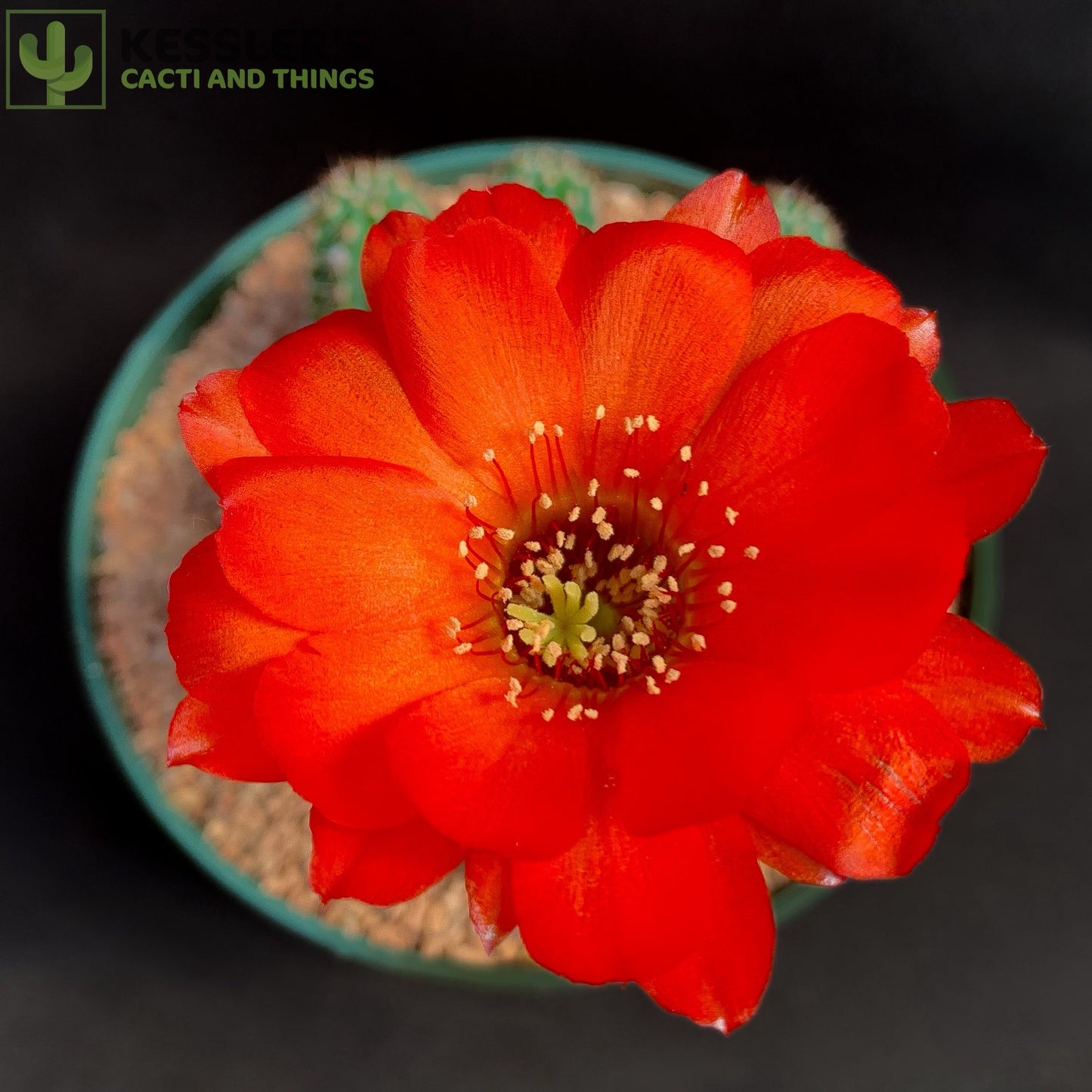 Echinopsis (Rose Quartz)