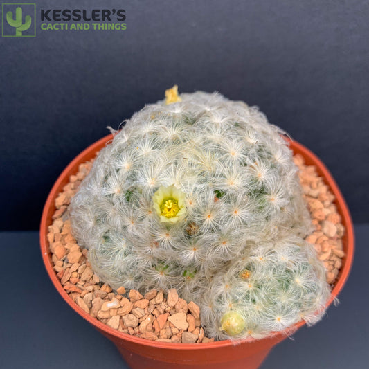 Mammillaria Plumosa