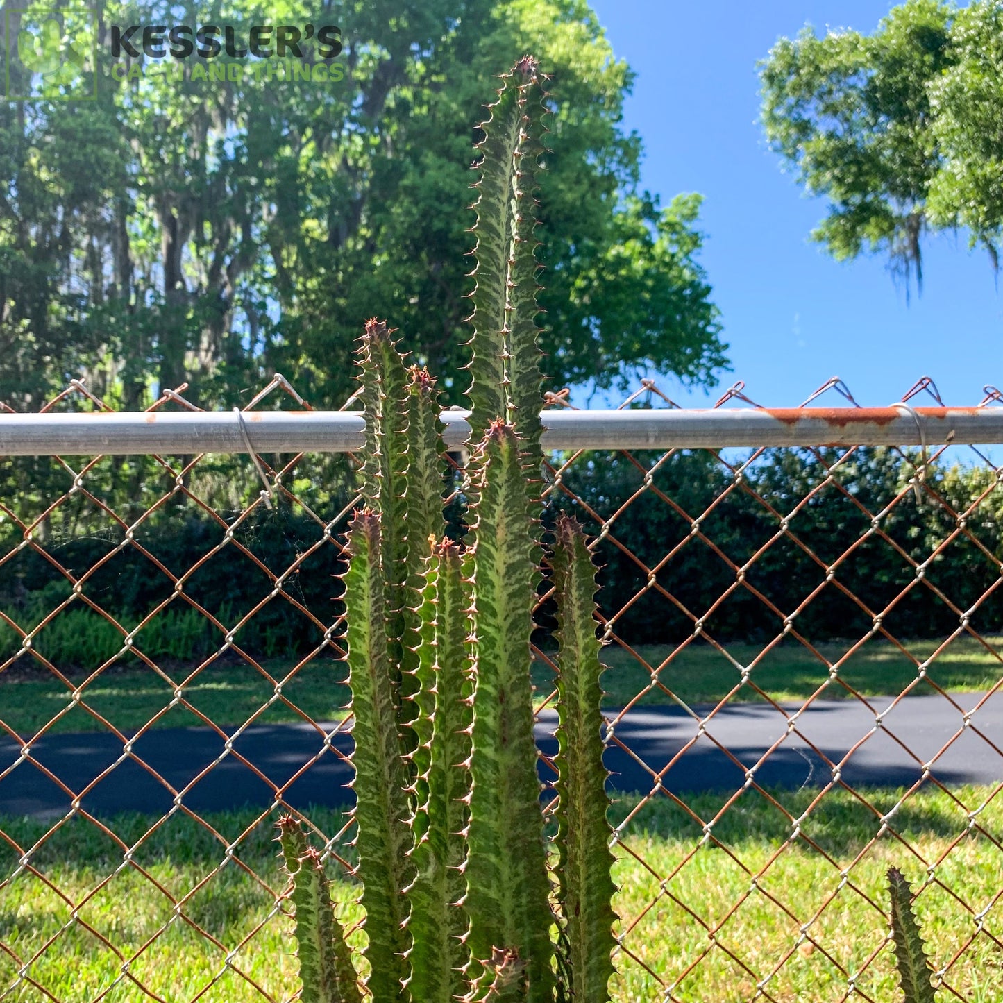 Euphorbia Trigona (Green)