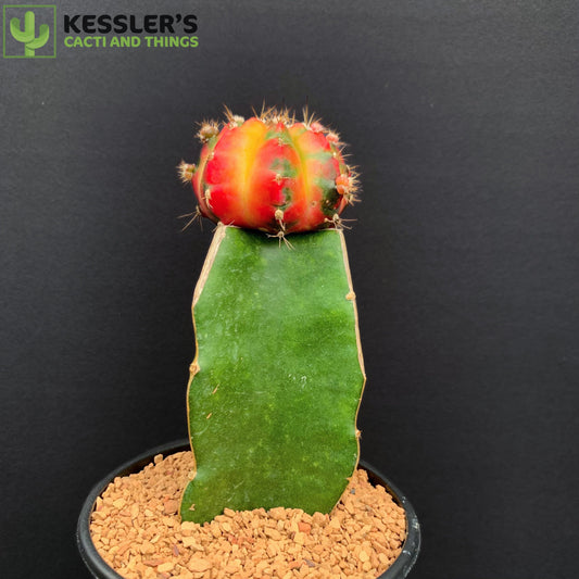 Grafted Gymnoclycium Mihanovichii v. Friedrichii (Color Balls)